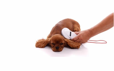 Fabulous Chipping Offer for Dogs and Cats
