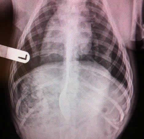 x ray of spoon in dog's stomach Bicester vets