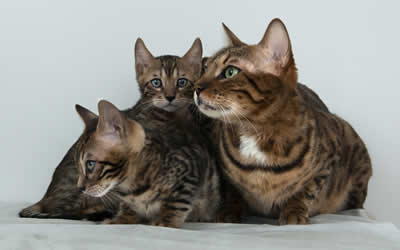 Cats throughout history