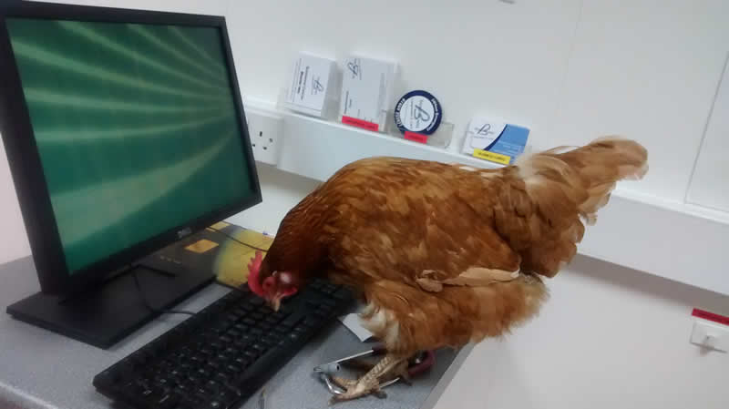 Client Clara the chicken checking her health records at Bicester Vets!
