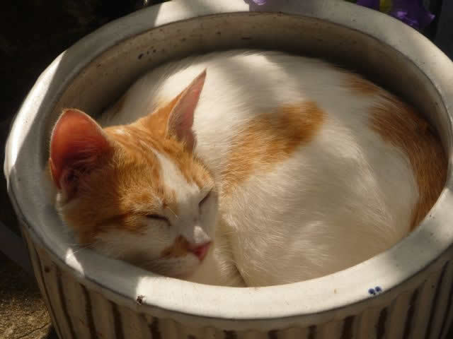 Cat in flowerpot