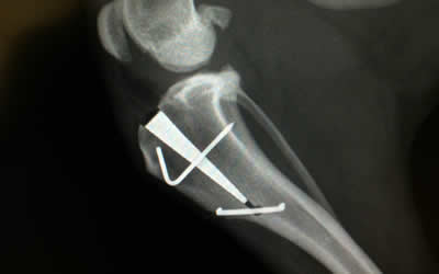 What is the cruciate ligament?