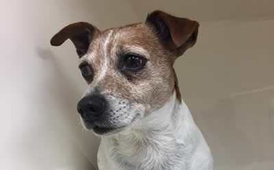 This lovely boy is back home with his family