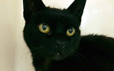 Ensure your pet’s microchip details are up to date