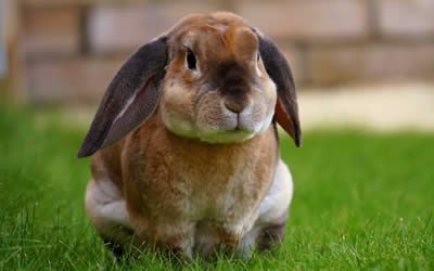 A “New Variant” of Rabbit Haemorrhagic Disease