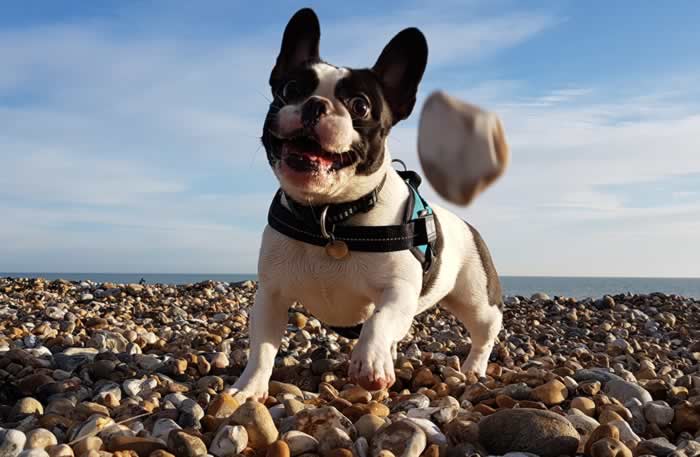French bulldog playing at the seaside