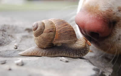 Lungworm spreading within the UK