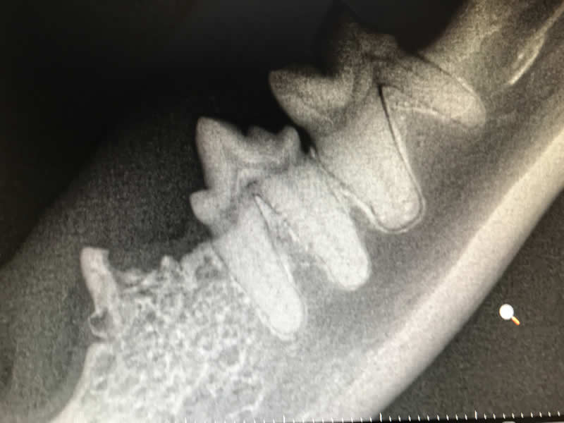 x ray cat's teeth