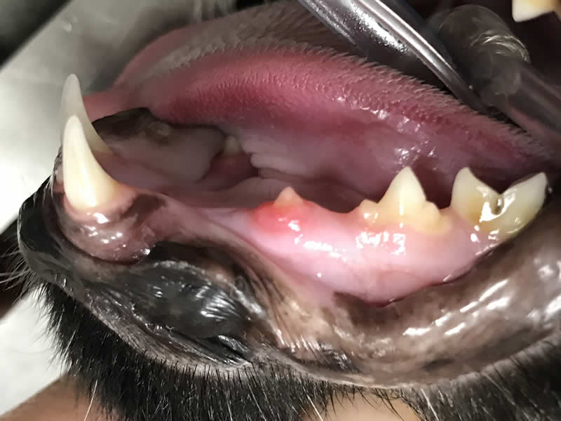 cat's teeth
