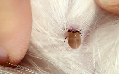 Tick treatments needed for all UK-bound pets