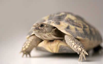 Time to Think about Hibernating your Tortoise