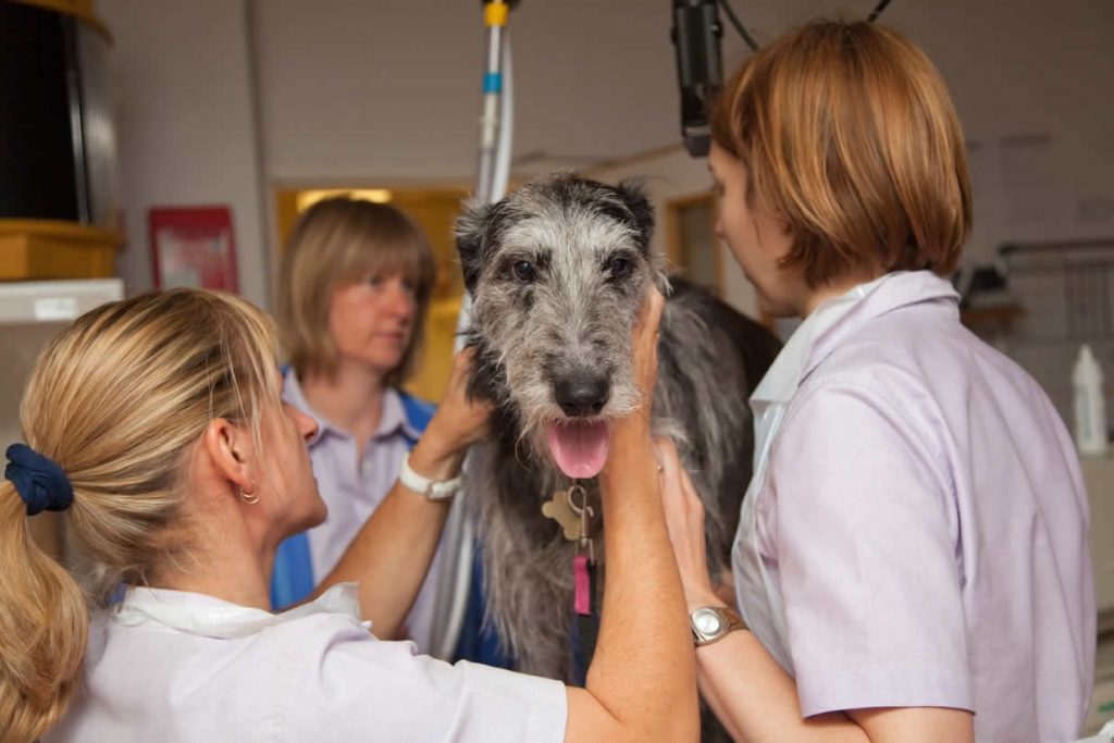 wolfhound at Bicester vets
