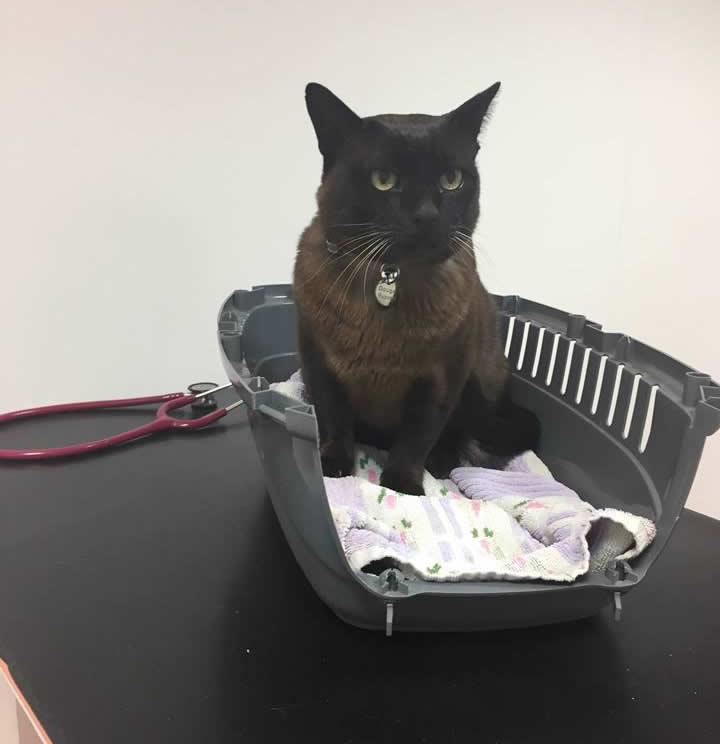cat Dougal in Bicester vets consulting room