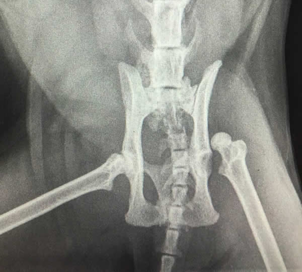 cat Dougal x-ray of pelvis and dislocated hip Bicester vets 