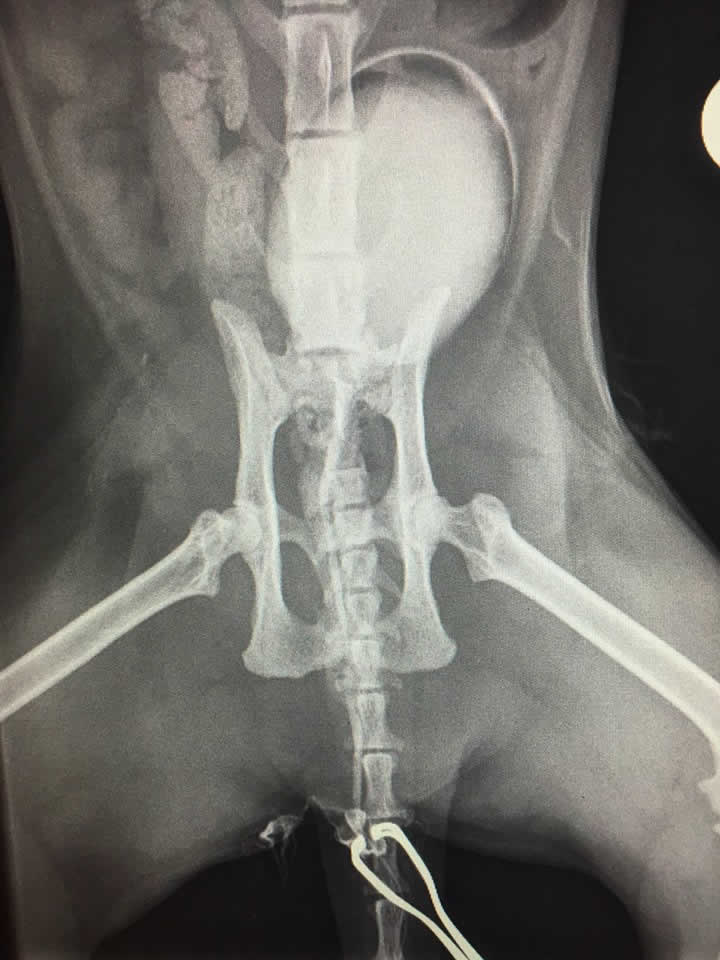 cat Dougal x-ray of pelvis and hip Bicester vets 