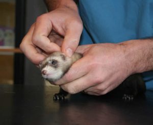 ferret having a consultation at Bicester Vets