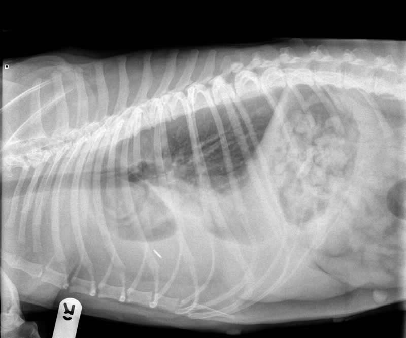 X ray of dog's chest showing pyothorax at Bicester vets 