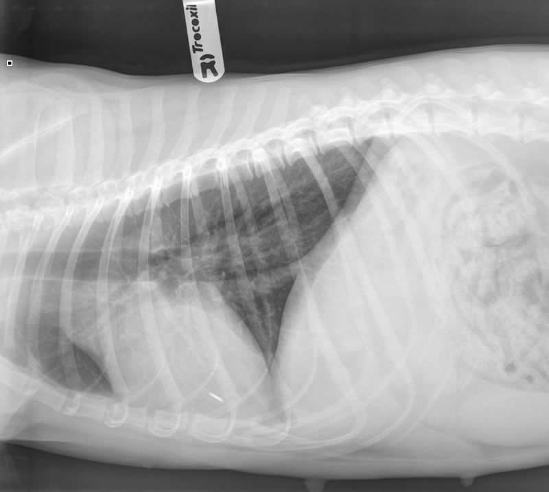 Dog Fudge's x-ray of chest treated at Bicester vets for a pyothorax
