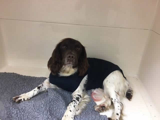 Dog Fudge in comfortable kennels wearing a medical t-shirt and being treated at Bicester Vets for a pyothorax