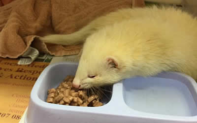 This little chap is Jackal the Ferret