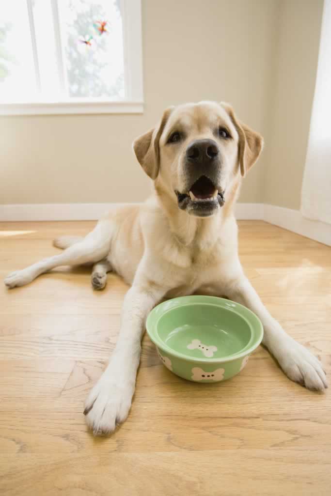 dog and empty food bowl