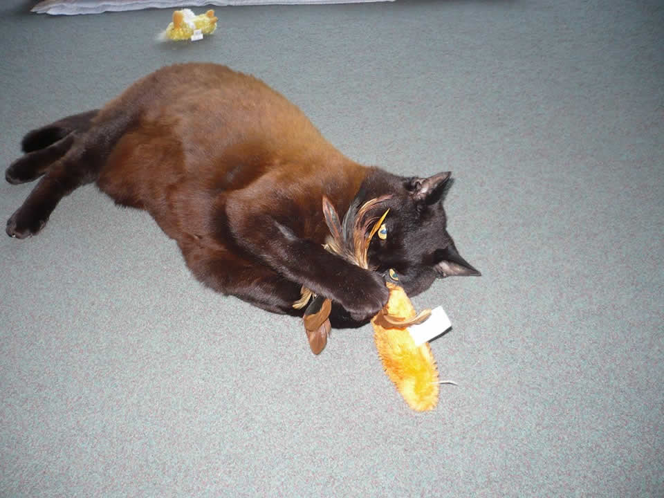 cat Sooty playing with toy at home who survived cancer at vet in Bicester