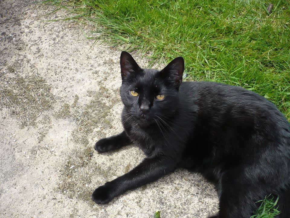 cat Sooty at home on the grass who survived cancer at vet in Bicester