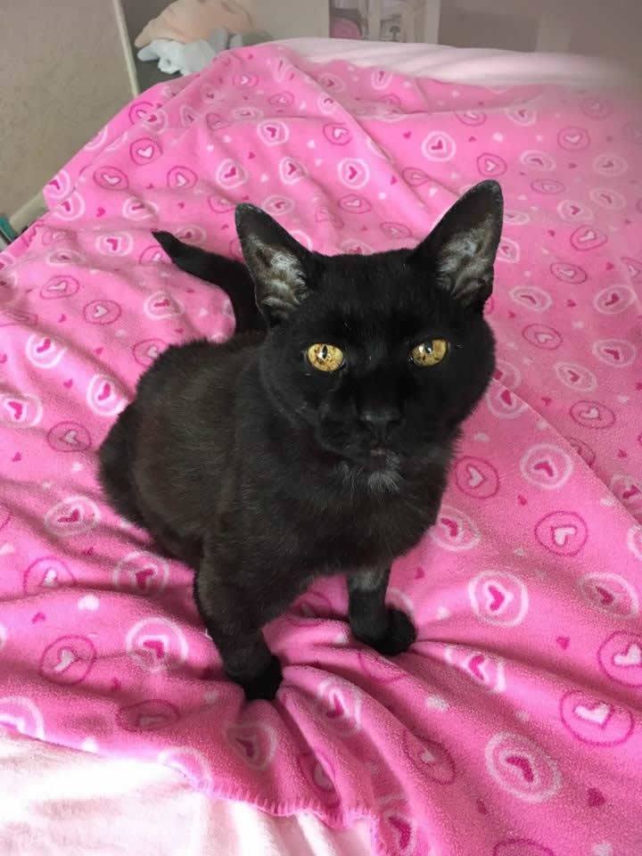 cat Sooty at home who survived cancer at vet in Bicester