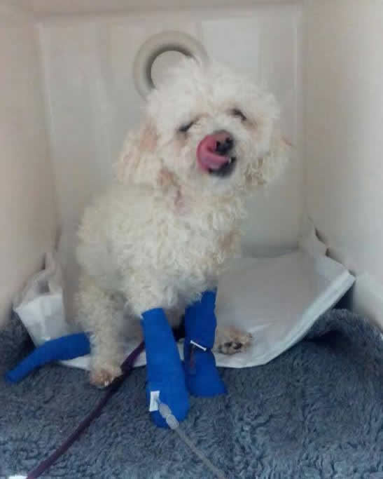 dog Zac in kennel with drip on his leg and blue bandages vet in Bicester