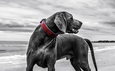 Bloat Emergencies in Large Dogs