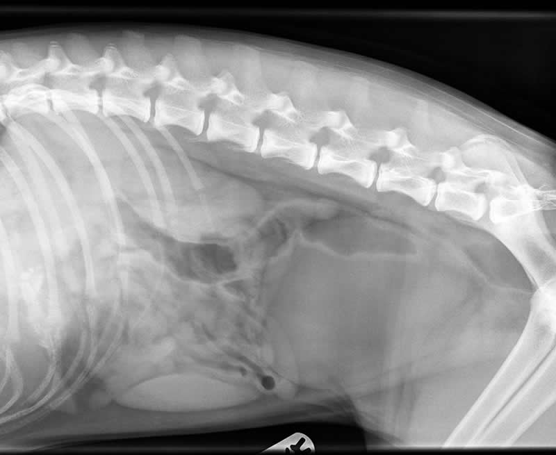 dog abdomen x-ray with bloat Bicester vets