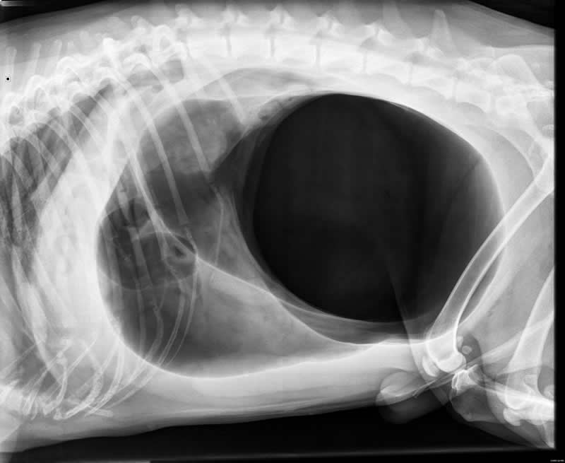dog abdomen x-ray Bicester vets