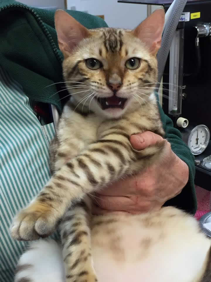 Snow Seal Mink Bengal kitten at Bicester Vets