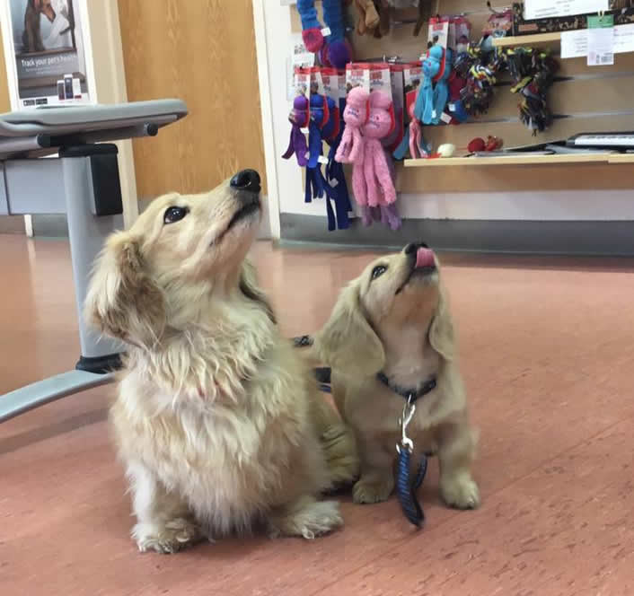 Gorgeous puppy Erik  with brother Dougal at Bicester Vets