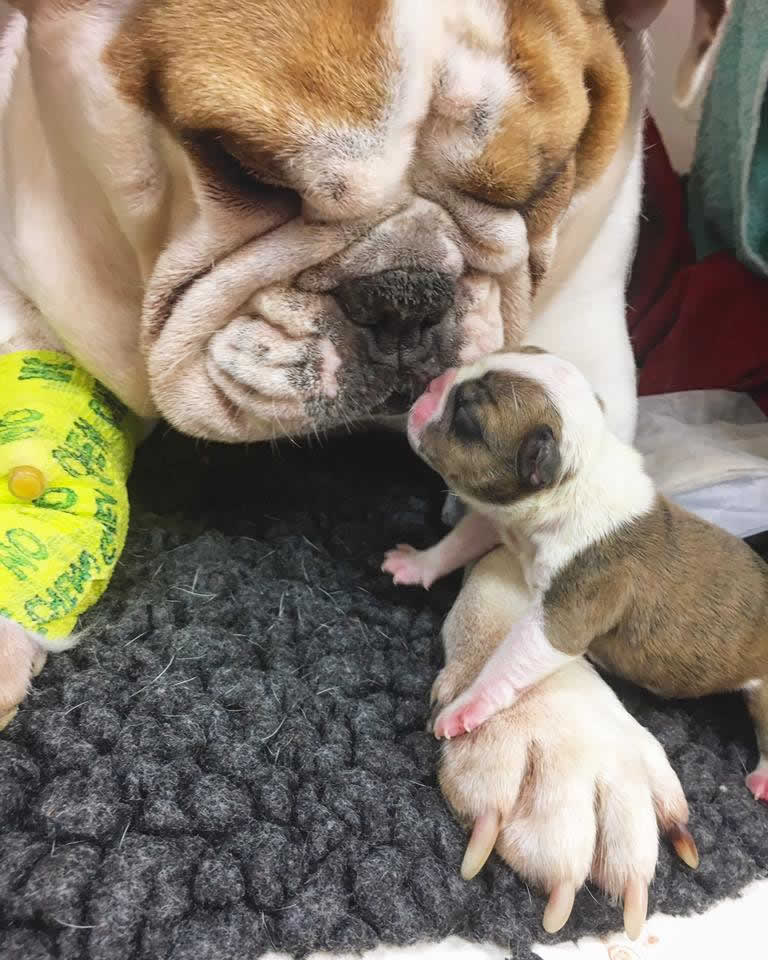 Bulldog and pup at Bicester vets