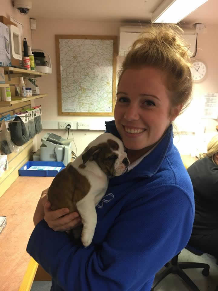Nurse and Bulldog pup at Bicester vets