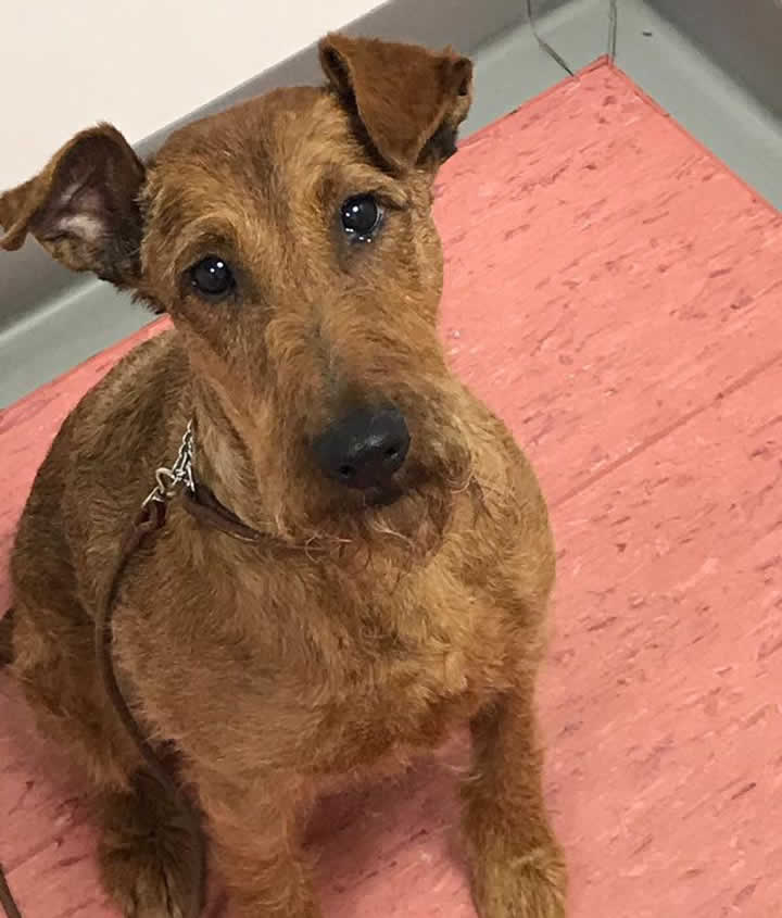 Irish terrier Ellie at Bicester vets