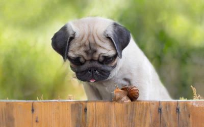 Lungworm in Dogs