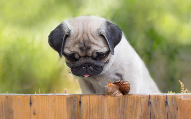 pug looking at a snail Bicester