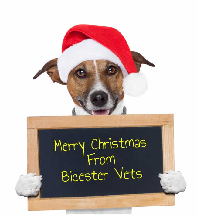christmas dog Bicester vets