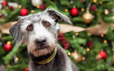 A magical christmas at Bicester Vets