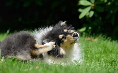 Our visiting Veterinary Dermatologist