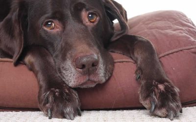 Alabama Rot – an update