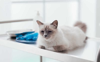 “Fear Free” Veterinary Visits