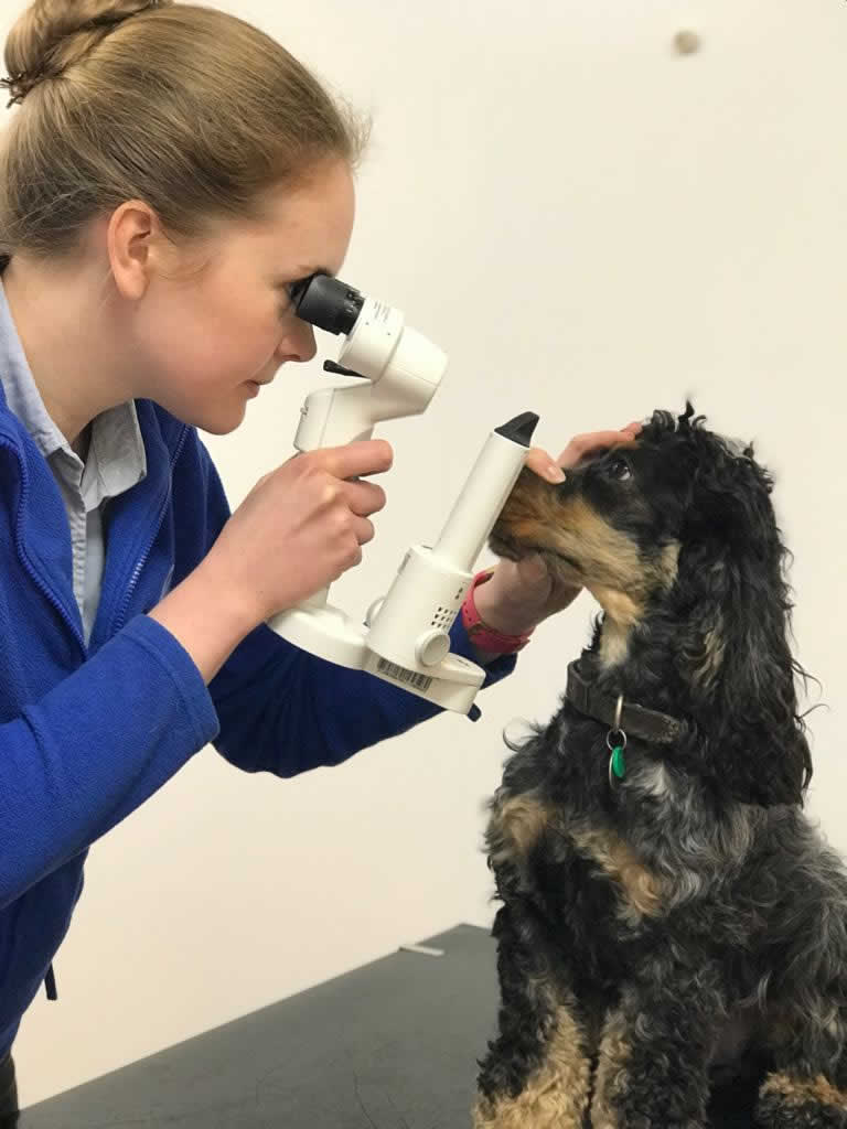 Vet helen examining dog's eye at Bicester vets