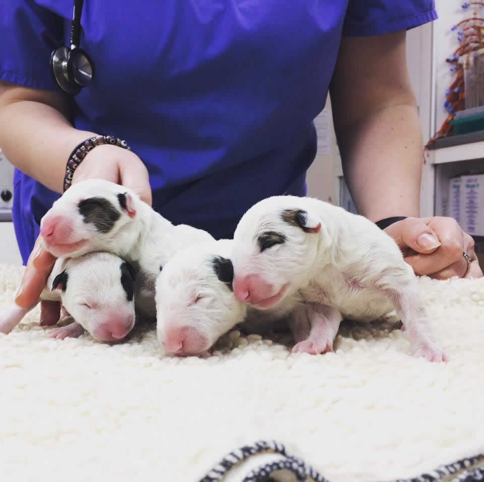 Bull terrier puppies at Bicester vets