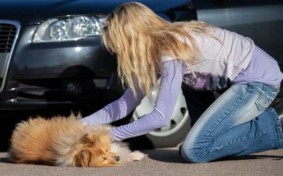 Free First Aid for Pets talk