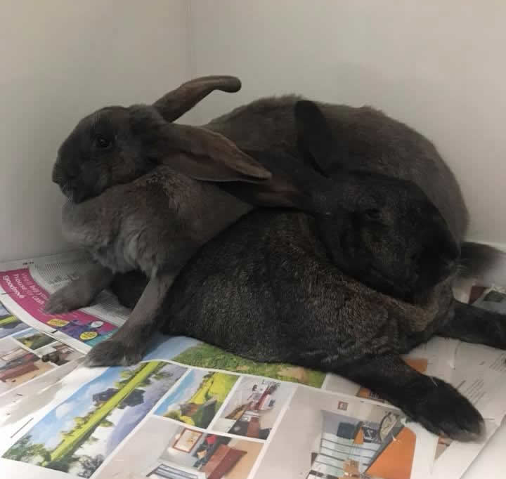 Giant rabbits at Bicester vets