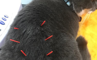 Bicester Vets offers Acupuncture Clinics