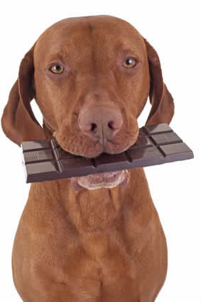 dog with chocolate in its mouth